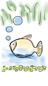 fish-1264243_1280